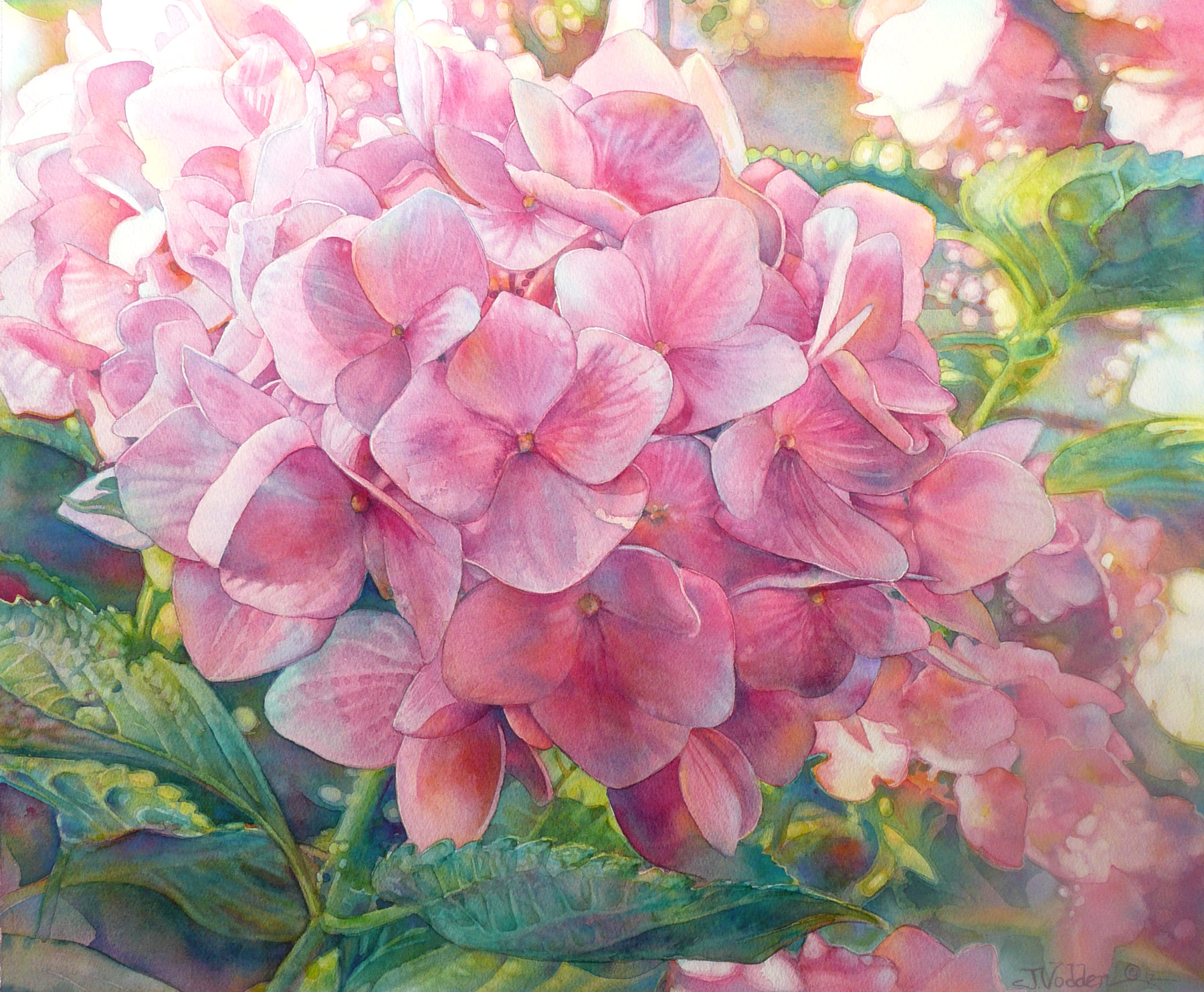 pink hydrangea, Jeannie Vodden art Pinterest - Hydrangea